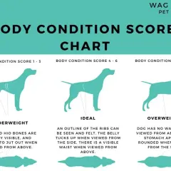 Wykres oceny kondycji psa. Pokazuje idealną sylwetkę, psa z niedowagą i otyłego psa.