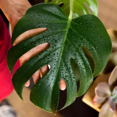 Monstera z kropelkami wody na liściu, obok sukulentów. Jaka doniczka będzie najlepsza dla tej pięknej rośliny?