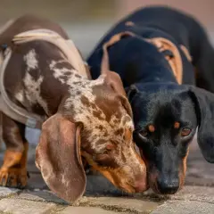 Dos teckel mini adultos, uno atigrado y otro negro, se saludan con sus hocicos.