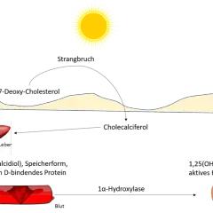 Vitamin D Mangel: Ursachen, Symptome und effektive Lösungen für Ihre Gesundheit