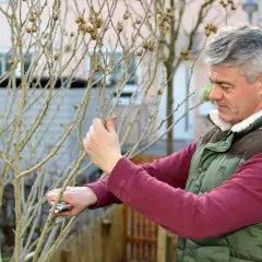 Mann schneidet mit einer Gartenschere einen kahlen Strauch zurück, bereit für das Hibiskus umpflanzen im Frühling.