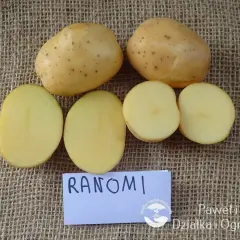 Dwie całe i dwie przekrojone pyry odmiany Ranomi leżą na płótnie. Widać ich jasny, żółtawy miąższ.