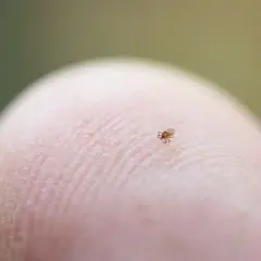 Mały kleszcz na opuszku palca, przypominający pieprzyk.