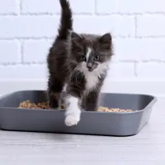 Un chaton gris et blanc sort d'une litière. Il est important de surveiller les symptômes d'infection urinaire chez le chat, comme des changements dans ses habitudes de toilettage.