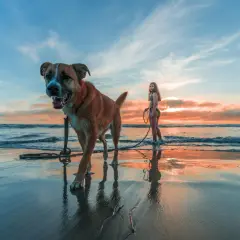 Un chien heureux sur une plage dog friendly, profitant du coucher de soleil avec sa maîtresse.