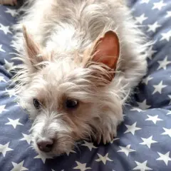 Un adorable podenco portugués pequeño, con su pelaje claro y orejas puntiagudas, descansa sobre una cama azul con estrellas blancas.