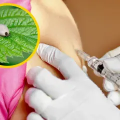 Szczepionka przeciw kleszczowemu zapaleniu mózgu chroni przed groźnym kleszczem. Zbliżenie na kleszcza na liściu i zastrzyk w ramię.