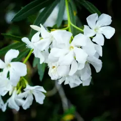 Ramo de flores blancas, quizás uno de los tipos de jazmín, con pétalos delicados y hojas verdes oscuras al fondo.