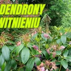 Jak przycinać rododendrony po przekwitnięciu, aby uniknąć błędów