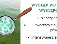 Jak wyglądają sinice w Bałtyku i co warto o nich wiedzieć