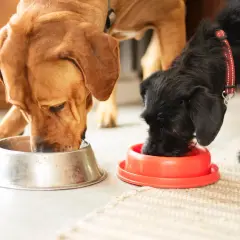 Dos perros grandes, uno marrón y otro negro, comen juntos de sus respectivos cuencos.