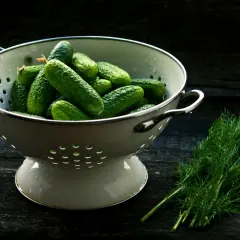 Świeże ogórki w durszlaku i koperek. Czy niemowlę może jeść zupę ogórkową? Tak, ale najlepiej bez przypraw i zblendowaną.