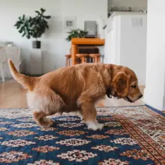 Cachorro golden retriever en alfombra. Si tu perro hace pis, aprende como quitar el olor a pis de perro.