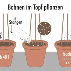 Schritt-für-Schritt-Anleitung: Bohnen pflanzen im Topf. Erde einfüllen, Stangen setzen, Samen säen und feucht halten.
