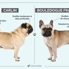 Un bouledogue français, au regard intense, se tient fièrement, contrastant avec le carlin. Malgré son allure parfois jugée boudeuse, ce bouledogue français n'est pas dangereux.