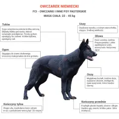 Owczarek Niemiecki: Jaka Waga Jest Prawidłowa? Sprawdź!