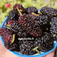 Un cestino pieno di succosi gelsi frutto, scuri e invitanti, pronti per essere gustati sotto il sole.