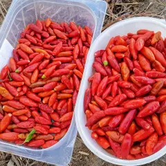 Dwa pojemniki pełne czerwonych papryczek piri-piri. Zastanawiasz się, jak dobrać ostrość sosu piri-piri do poziomu tolerancji gości?