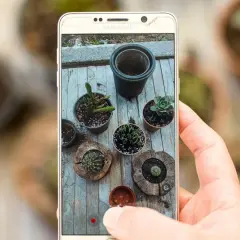 Ręka trzyma telefon, na którym widać kolekcję sukulentów i kaktusów. Zastanawiam się, co to za kwiat.