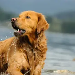Czy golden retriever może mieszkać na dworze? Ważne ryzyka i skutki