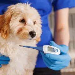 Veterinario revisa a cachorro con termómetro para saber si mi perro tiene fiebre.