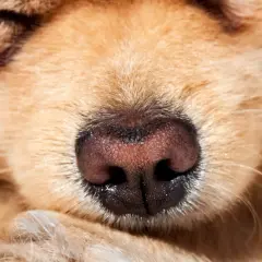 Wilgotny, czarny nos psa, z widocznymi porami, w zbliżeniu. W tle futro i zamknięte oko.