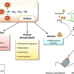 Schemat przedstawia rolę choliny w produkcji acetylocholiny, kluczowej dla neurogenezy i synaps. Wskazuje też na jej udział w metabolizmie metioniny i metylacji DNA.