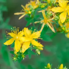 Nahaufnahme von leuchtend gelben Johanniskrautblüten. Wann wirkt Johanniskraut? Diese Heilpflanze blüht im Sommer und wird traditionell zur Stimmungsaufhellung eingesetzt.