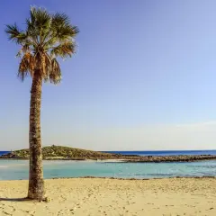 Palma na piaszczystej plaży, turkusowa woda i błękitne niebo. Idealne miejsce, gdzie jest ciepło we wrześniu.
