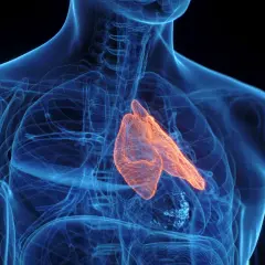 Anatomical rendering of the human chest showing the glowing orange grasica, part of the immune system, nestled within the blue translucent rib cage and trachea.