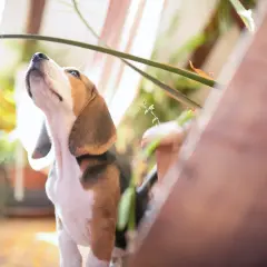 Mały beagle z zaciekawieniem patrzy w górę, jakby uczył się, jak wytresować beagle. W tle rośliny i światło.