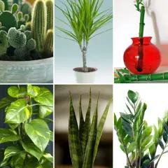 Kolekcja kwiatów doniczkowych: aloes, kaktusy, dracena, bambus, grubosz, epipremnum, sansewieria, zamiokulkas, zielistka.