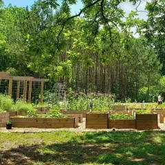 Un rigoglioso food forest con aiuole rialzate piene di verdure e alberi sullo sfondo. Persone passeggiano tra le coltivazioni.