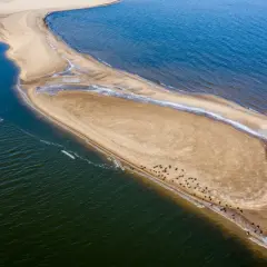 Na piaszczystej mierzei w Bałtyku odpoczywa kolonia fok. Trudno oszacować, ile jest fok w Bałtyku, ale ta grupa daje wyobrażenie o ich obecności.
