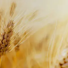 Złociste kłosy pszenicy zwyczajnej (Triticum vulgare) na tle słonecznego pola.