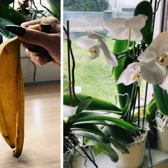 Domowy nawóz z bananów do jakich roślin? Skórka banana jako naturalny nawóz dla kwitnących storczyków.