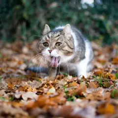 ¿Por qué mi gato tiene arcadas pero no vomita? Causas y soluciones