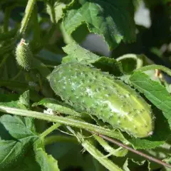 Un cetriolo acerbo su un ramo verde, pronto per essere raccolto. Il momento ideale per la raccolta è quando piantare i cetrioli.