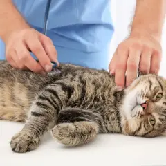 Enfermedades que transmiten los gatos y cómo protegerte de ellas