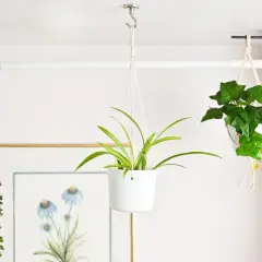 Learn how to hang plants from ceiling with these stylish examples: a spider plant in a white pot, a trailing succulent, and an ivy plant in macrame.