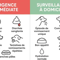 Illustration montrant un chien qui vomit, parmi d'autres symptômes canins.