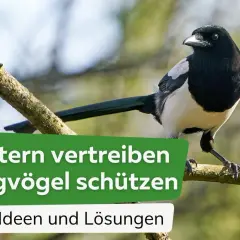 Elstern vertreiben, Singvögel schützen: Ein Bild zeigt, wie Elstern Spatzen bedrohen könnten. Hier gibt es 5 Ideen und Lösungen.