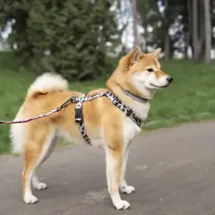 Shiba Inu o charakterze odkrywcy, w szelkach, na spacerze w parku.