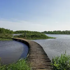 A wooden boardwalk curves over tranquil water, inviting a peaceful wandelen zuid-holland. Lush green trees and reeds surround the serene landscape.