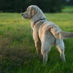 Złoty retriever w trawie, jakby chciał złapać swój ogon.
