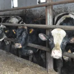 Kilka czarnych i łaciatych **byków** stoi w oborze, patrząc w stronę obiektywu.