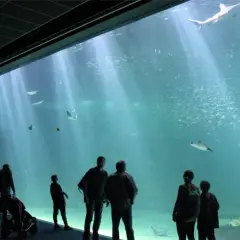 Nausicaá w Francji: największe oceanarium, które musisz odwiedzić