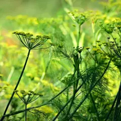 Fiori delicati e filiformi di una pianta anice si stagliano su uno sfondo verde sfocato, evocando un senso di freschezza e natura.
