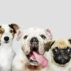 Pięć uroczych, małych psów: czekoladowy labrador z wystawionym językiem, jack russell terrier, biały buldog, mops i beagle.