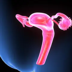 Anatomia kobiecych narządów rodnych. Kolposkopia co to? Badanie pozwala ocenić szyjkę macicy.